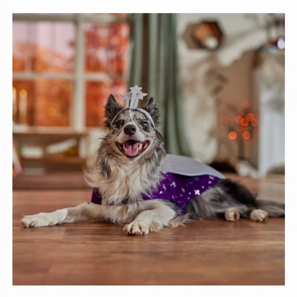 Frisco Shooting Star-Pegasus Dog or Cat 2 piece costume 💫